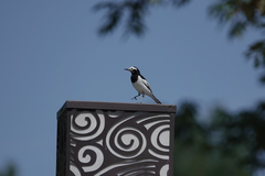 Motacilla alba alboides