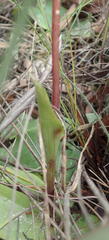 Satyrium ligulatum