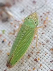 Draeculacephala crassicornis