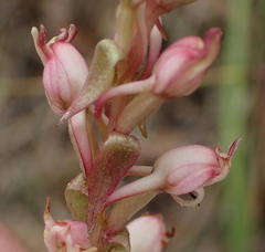 Satyrium ligulatum