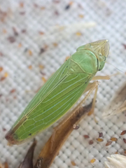 Draeculacephala crassicornis