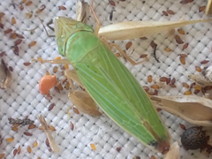 Draeculacephala crassicornis