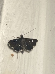 Diathrausta reconditalis