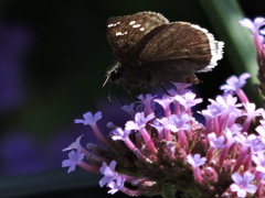 Erynnis tristis