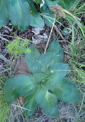 Hermas ciliata
