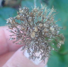 Hermas ciliata