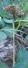 Hermas ciliata
