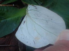 Hermas ciliata