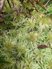 Sphagnum pacificum