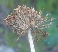 Hermas ciliata