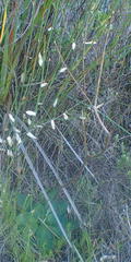 Hermas ciliata