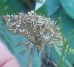 Hermas ciliata