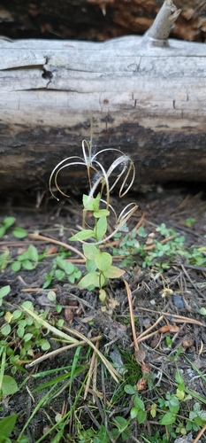 Image of Epilobium howellii by (c) Chris Winchell, some rights reserved (CC BY)