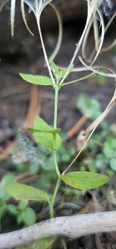 Image of Epilobium howellii by (c) Chris Winchell, some rights reserved (CC BY)