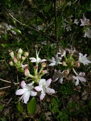 Rhododendron periclymenoides