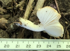 Hygrophorus occidentalis