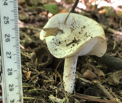 Hygrophorus occidentalis