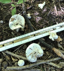 Hygrophorus occidentalis