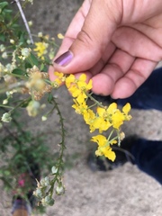 Echinopterys eglandulosa