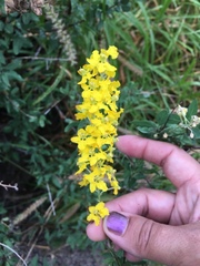 Echinopterys eglandulosa