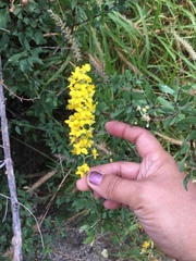 Echinopterys eglandulosa