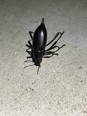 Eleodes eschscholtzii