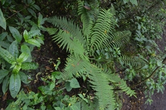Dryopteris wallichiana