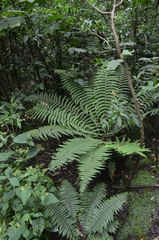 Dryopteris wallichiana