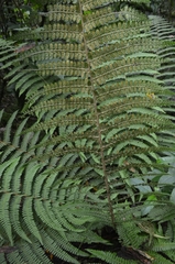 Dryopteris wallichiana