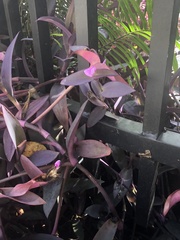 Tradescantia pallida