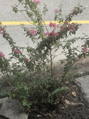 Lagerstroemia indica