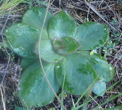 Hermas ciliata