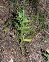 Vicia narbonensis