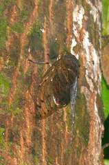 Megapomponia intermedia