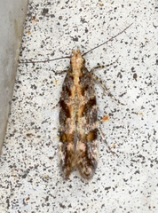 Aristotelia rubidella