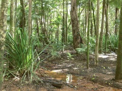 Pandanaceae
