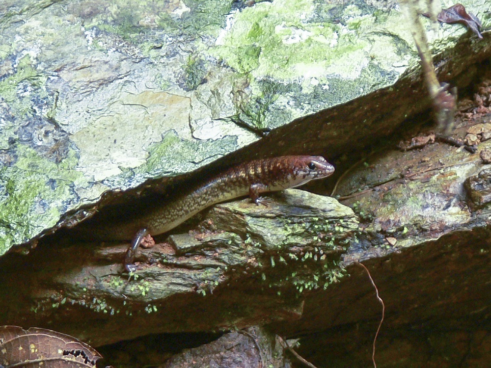 Brown-tailed Bar-lipped Skink