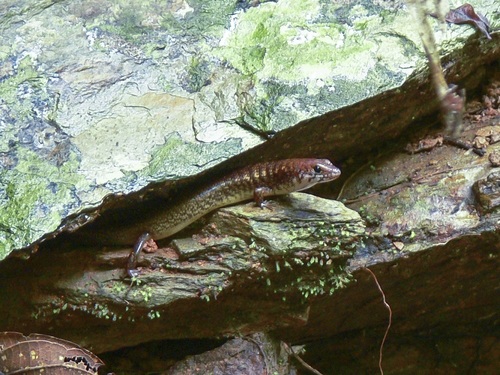 Brown-tailed Bar-lipped Skink, Glaphyromorphus fuscicaudis