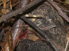 Saproscincus basiliscus