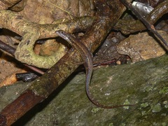 Saproscincus basiliscus