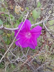 Ipomoea decasperma