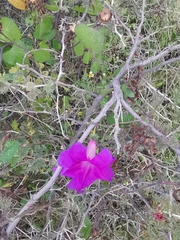 Ipomoea decasperma