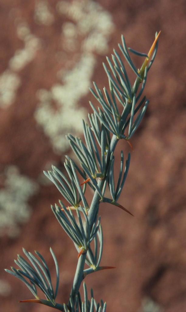Blue Asparagus