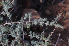 Asparagus glaucus
