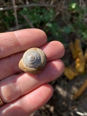 Helminthoglypta arrosa