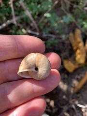 Helminthoglypta arrosa