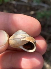 Helminthoglypta arrosa