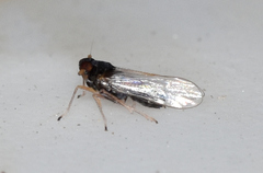Pissonotus piceus