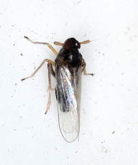 Pissonotus piceus