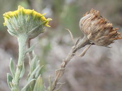 Schistostephium umbellatum
